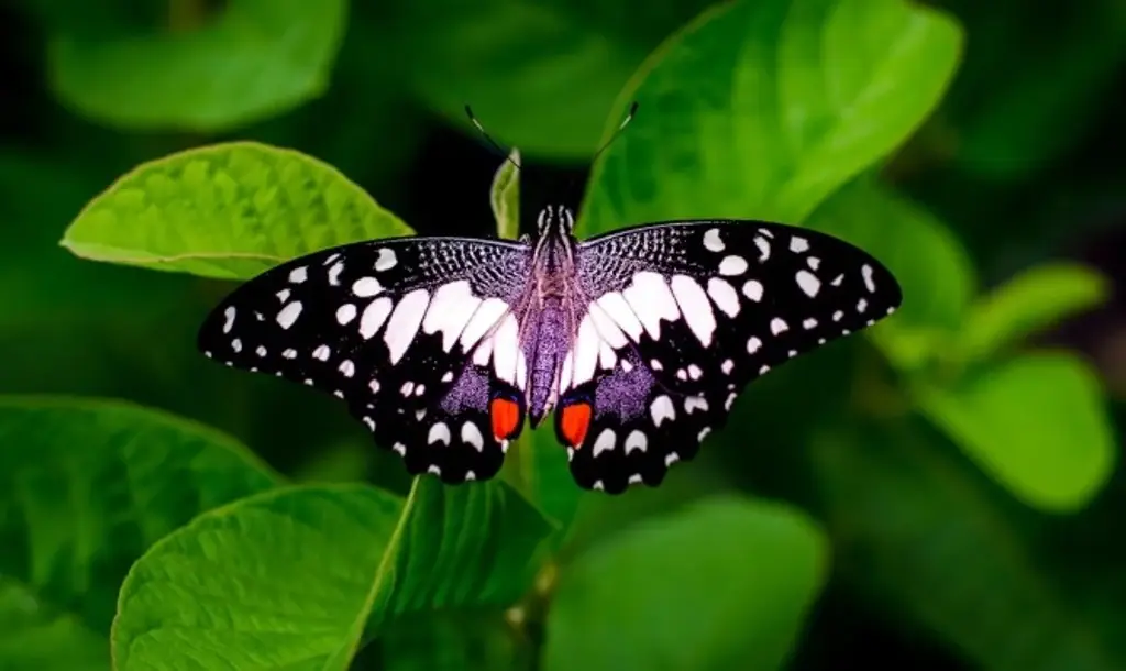 Imagen Mariposas en EU están en 'alarmante' declive con una caída de un 22% en 20 años, según estudio