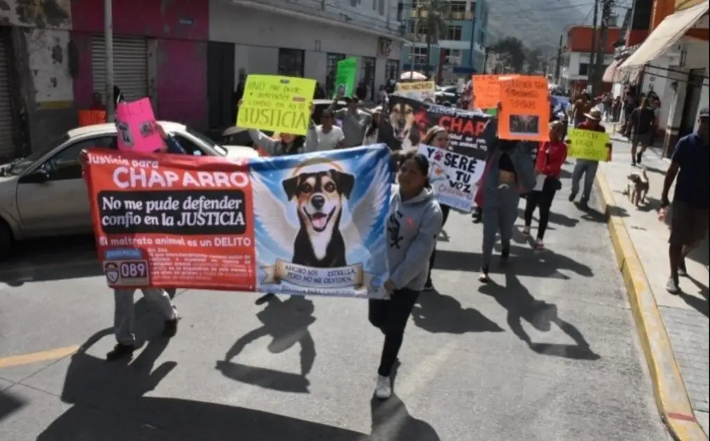 Imagen Exigen justicia para 'Chaparro', perrito asesinado en el mercado municipal de Río Blanco