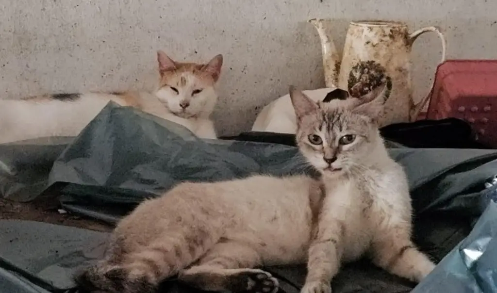 Imagen Buscan nuevo hogar para decenas de gatos rescatados en Poza Rica, Veracruz 