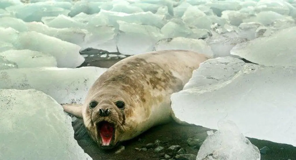 Imagen Capa de hielo marino alcanzó mínimo histórico en febrero (+Video)