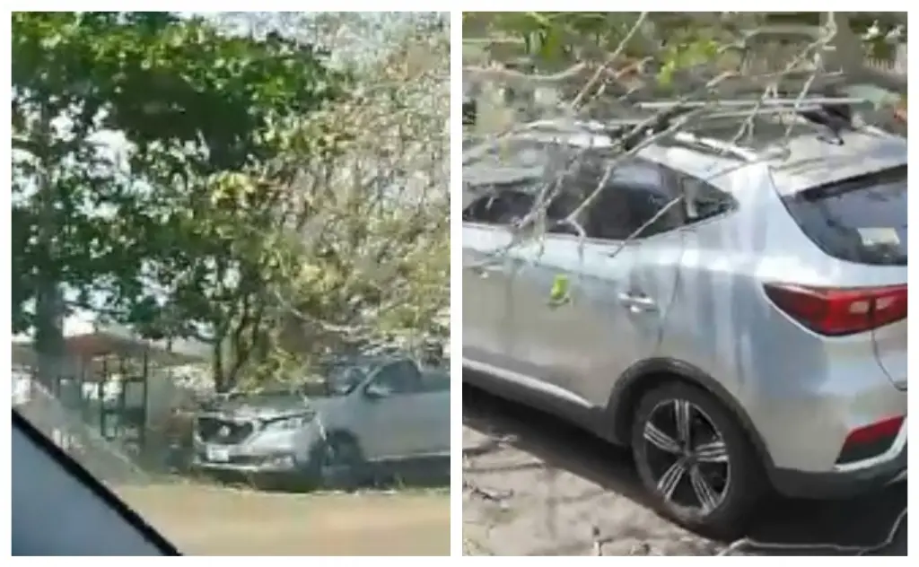 Imagen Por fuertes vientos, cae árbol sobre camioneta en Boca del Río, Veracruz