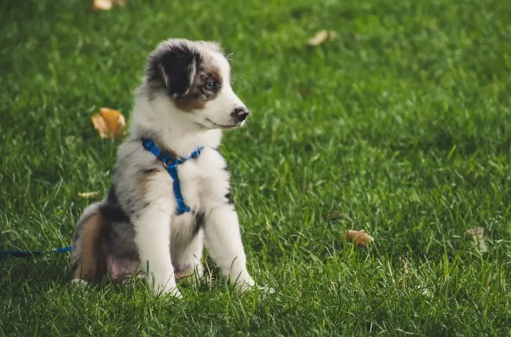 Imagen ¿Cómo evitar infecciones en las orejas de las mascotas?