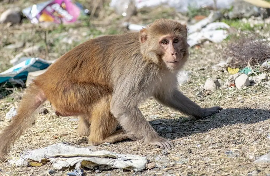 Imagen Antiviral oral evita la muerte por Ébola en macacos rhesus infectados, según estudio