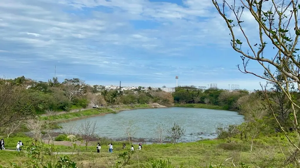 Imagen Buscarán sembrar mojarras en lagunas de Veracruz para abastecerse en vedas y mal tiempo