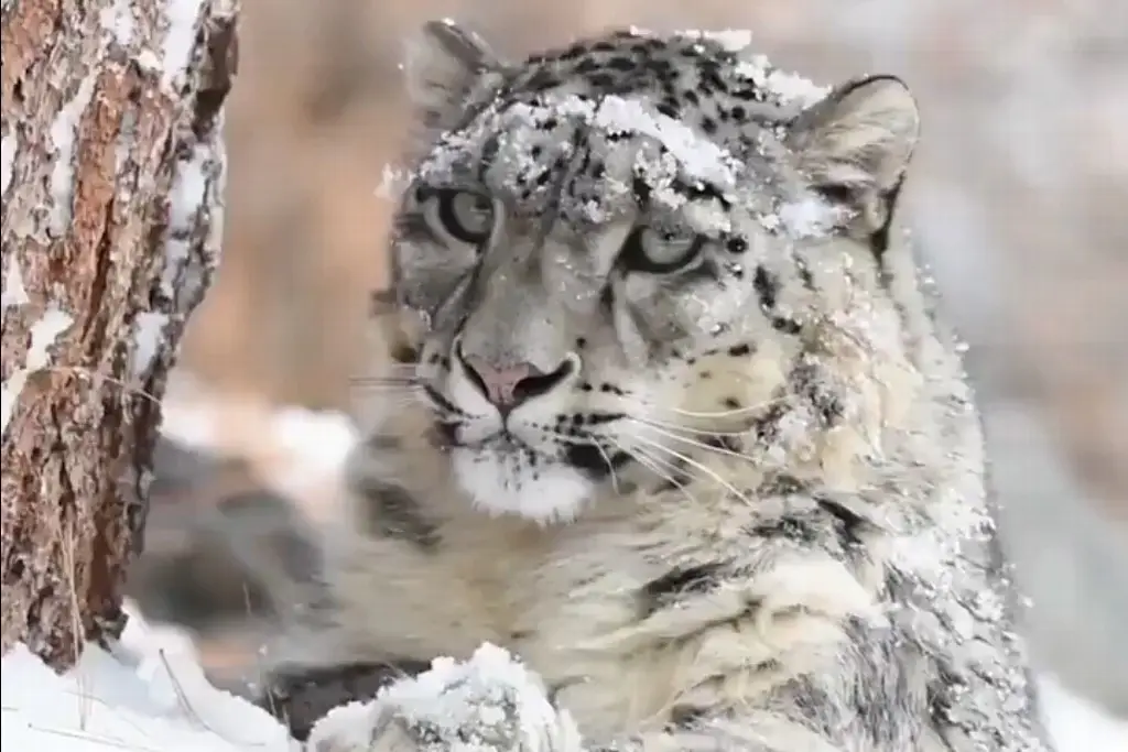 Imagen Captan leopardos de las nieves en Pakistán (+Video)