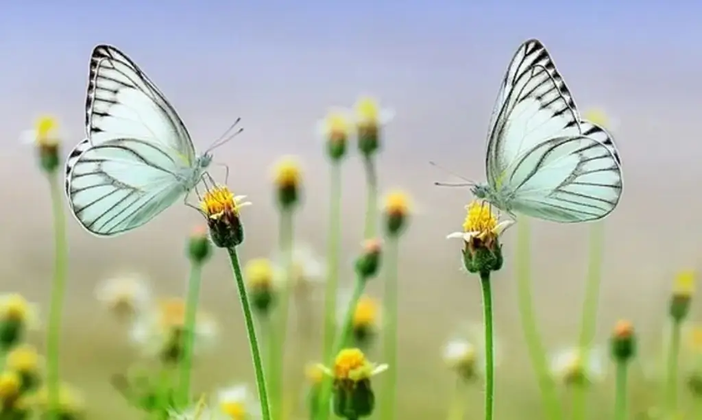 Imagen ¡Adiós al invierno! A esta hora arranca la primavera en México