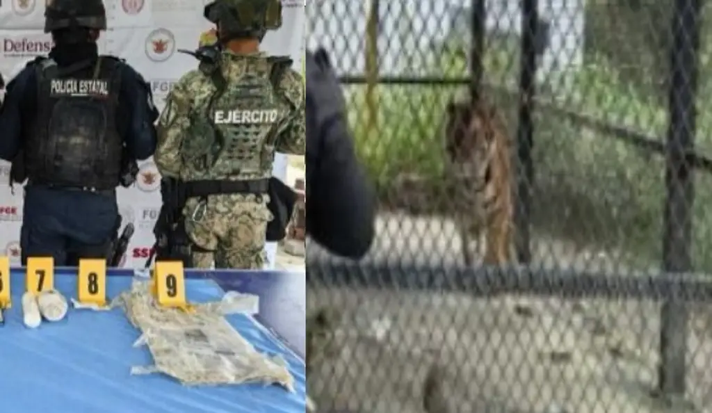 Imagen Hallan un tigre, casquillos e hisopos con s4ngre en inmueble de Tierra Blanca