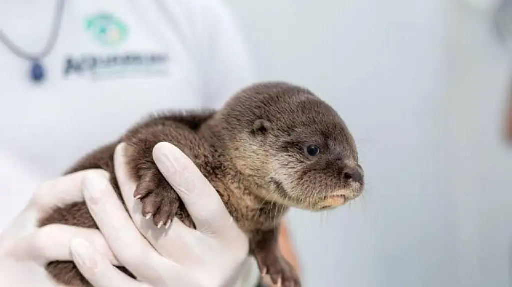 Imagen Desaparece otro tiburón y 2 nutrias en el acuario de Veracruz, denuncia Earth Mission