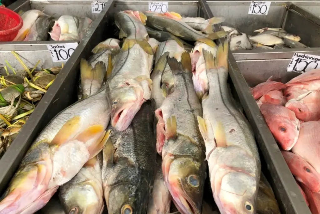 Imagen Subirá el precio del pescado en Veracruz, por Semana Santa