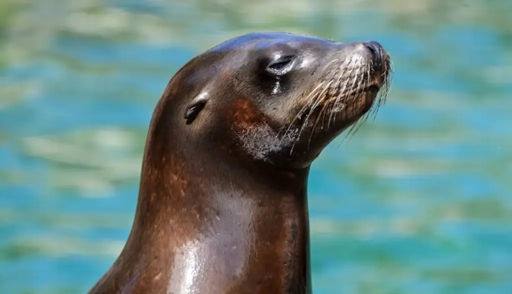 Imagen Focas saben cuánto oxígeno circula por su sangre y cuánto puede bucear, según estudio