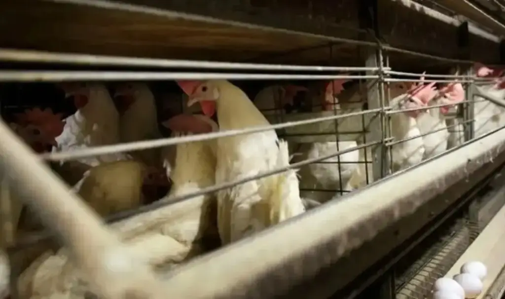 Imagen ¿Cómo se transmite la gripe aviar A H5N1? 