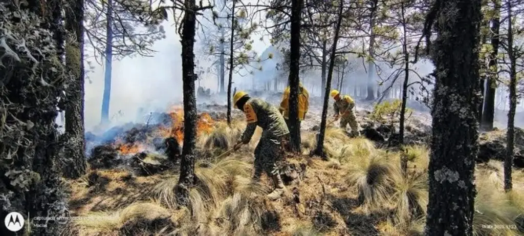 Imagen Incendios forestales dañan casi 500 hectáreas en el Cofre de Perote