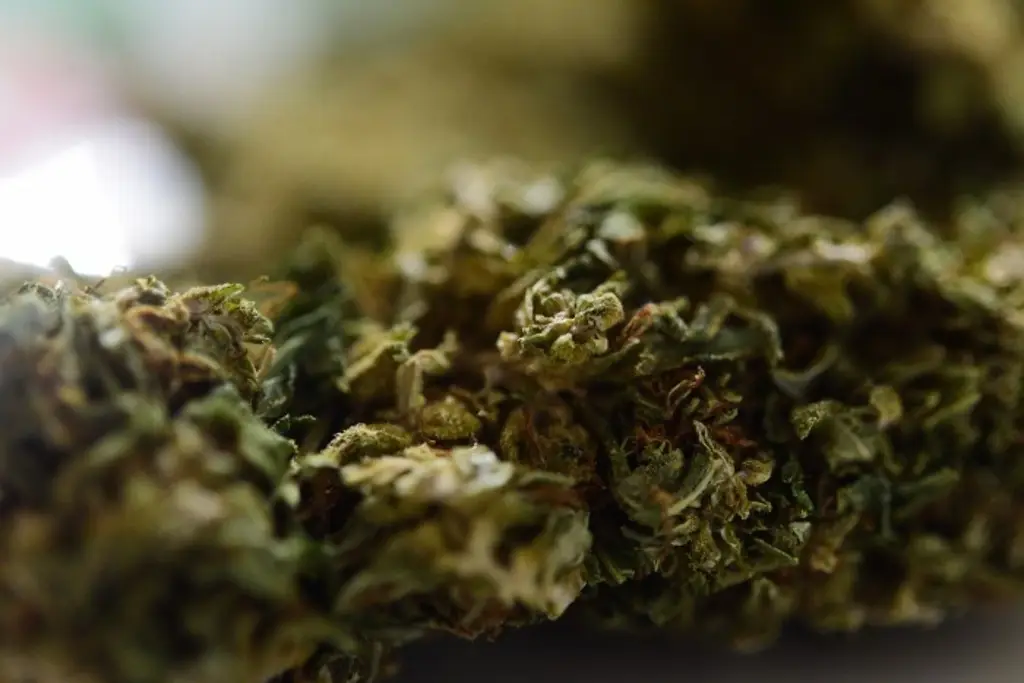 Imagen Aseguran en empresa de paquetería 4.634 kilos de mar1huana y 32 vapeadores en Veracruz
