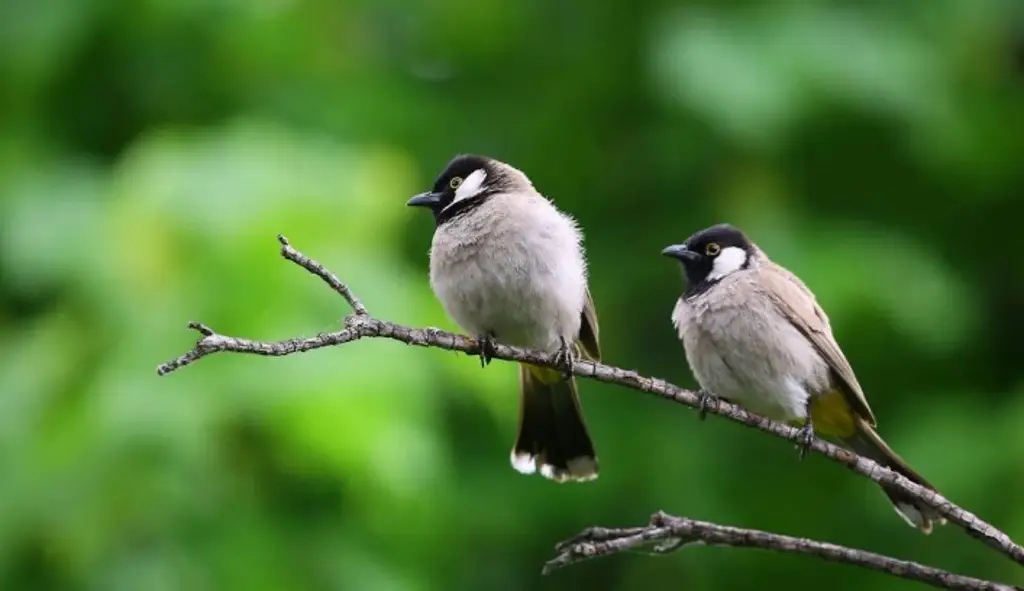 Imagen Aves de Norteamérica desaparecen más rápidamente donde son más abundantes