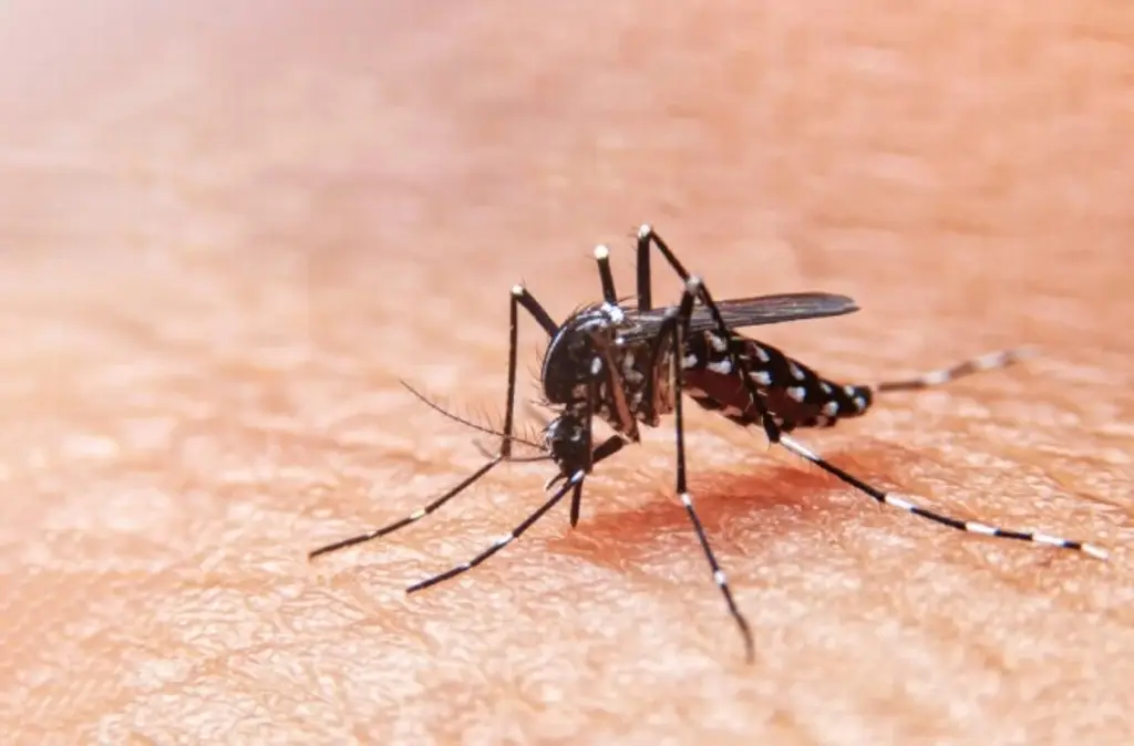 Imagen Alta incidencia de dengue en cuatro municipios de Veracruz, reporta Salud