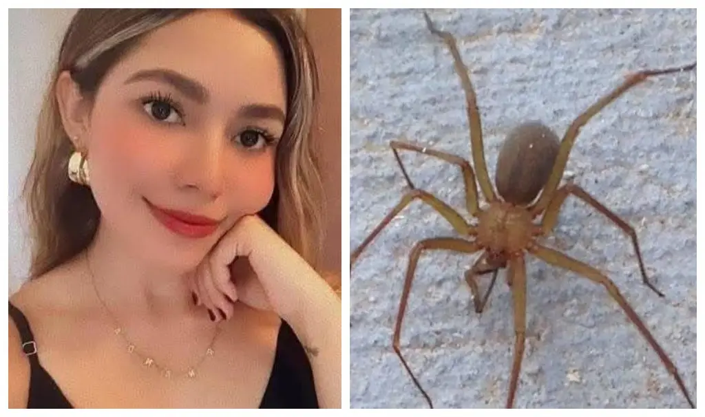 Imagen Muere mujer tras ser mordida por araña violinista en Sonora