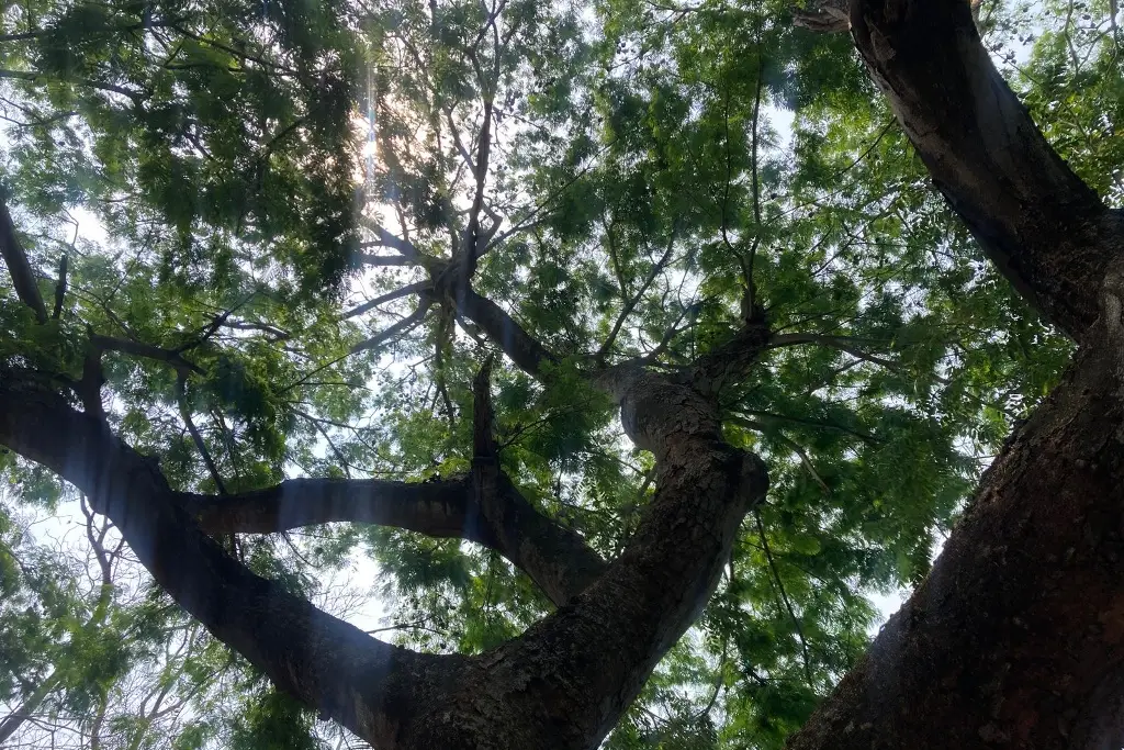 Imagen ¿Sabes dónde está sembrado el árbol más viejo de Veracruz?