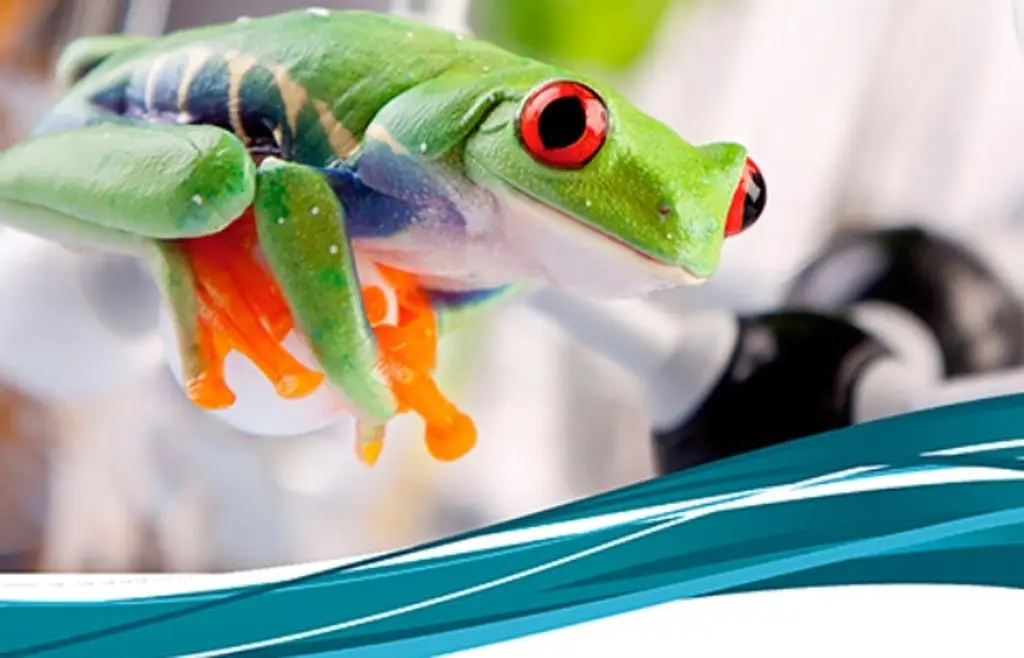 Imagen UNAM busca moléculas en ranas para combatir enfermedades inflamatorias e infecciosas
