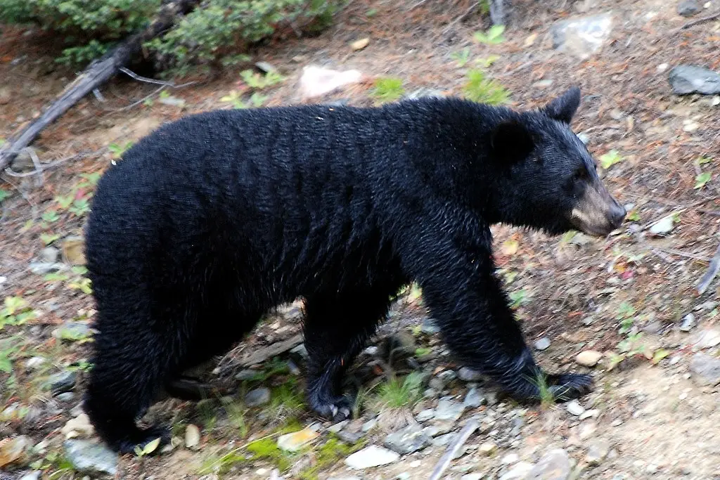 Imagen Hombre y su perro fueron comidos por oso en Florida; autoridades matan a 3 ejemplares