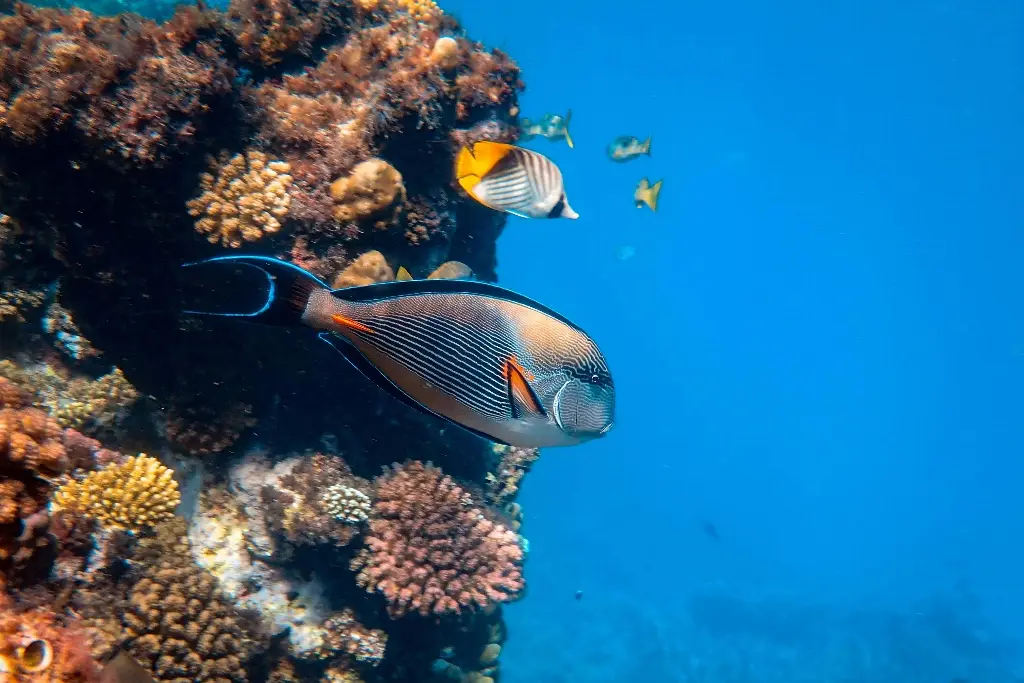 Imagen Científicos suizos desarrollan un robot acuático capaz de convertirse en comida para peces