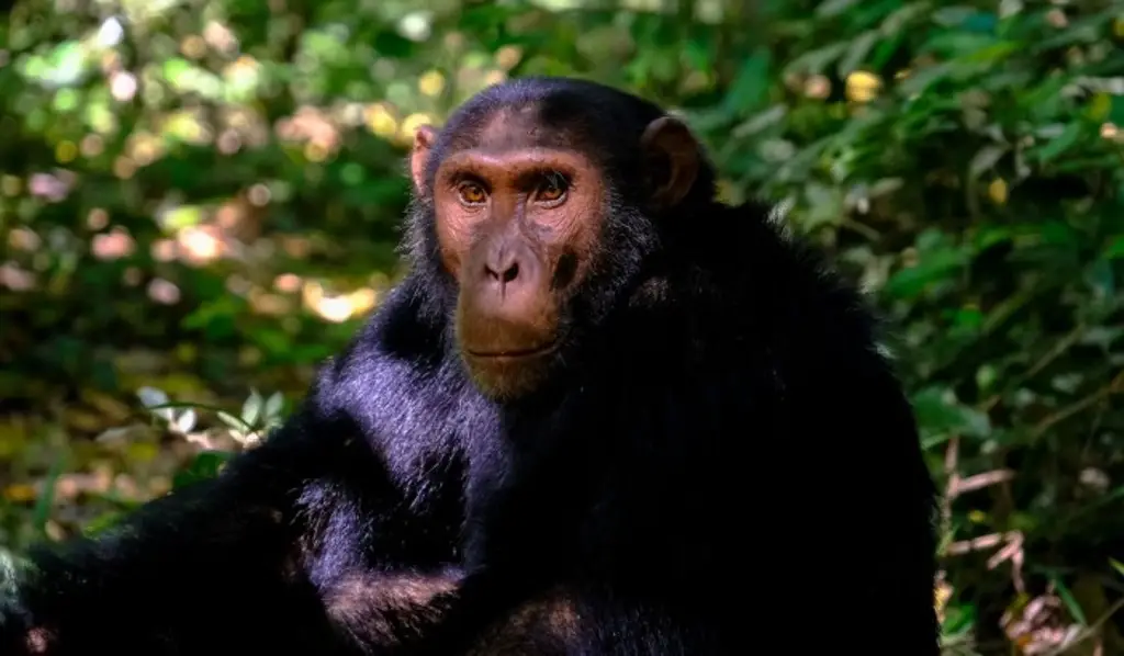 Imagen Comunicación de los chimpancés podría ser un puente evolutivo al lenguaje humano: Estudio