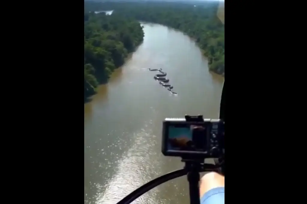 Imagen Captan a una anaconda gigante en el Río Amazonas (+Video)