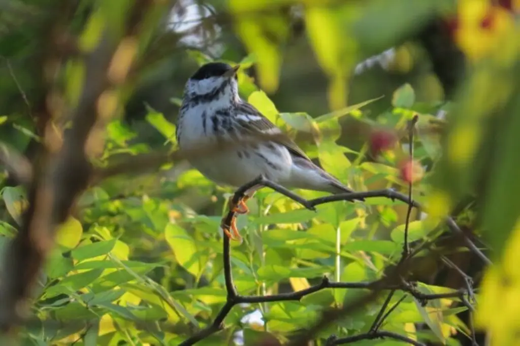 Imagen ¿Sabías que Veracruz tiene una guía sonora con los cantos de sus aves?