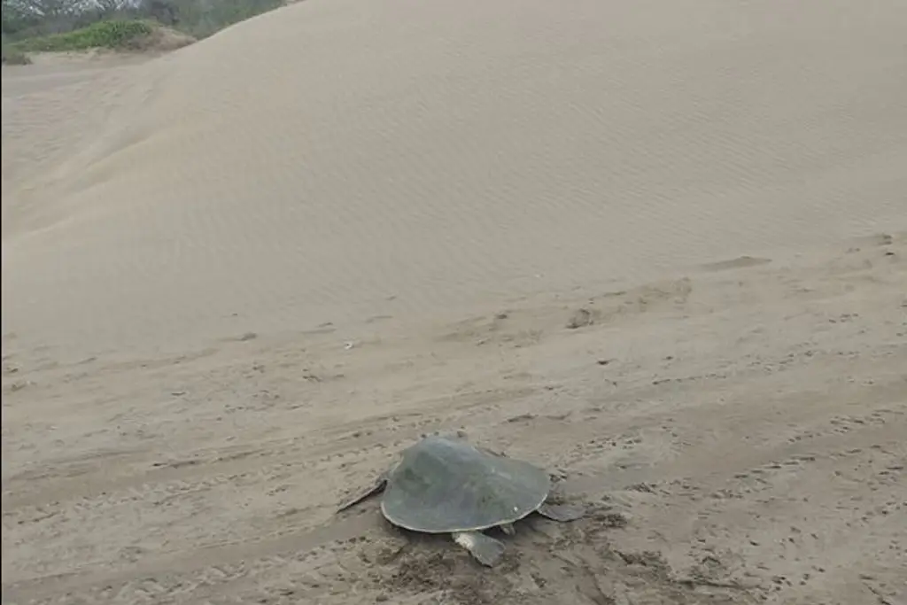 Imagen Resguardan más de 400 huevos de tortuga Lora en playas de Chachalacas