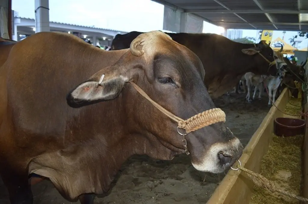 Imagen EU suspende importación de ganado mexicano por 15 días, por riesgo del gusano barrenador