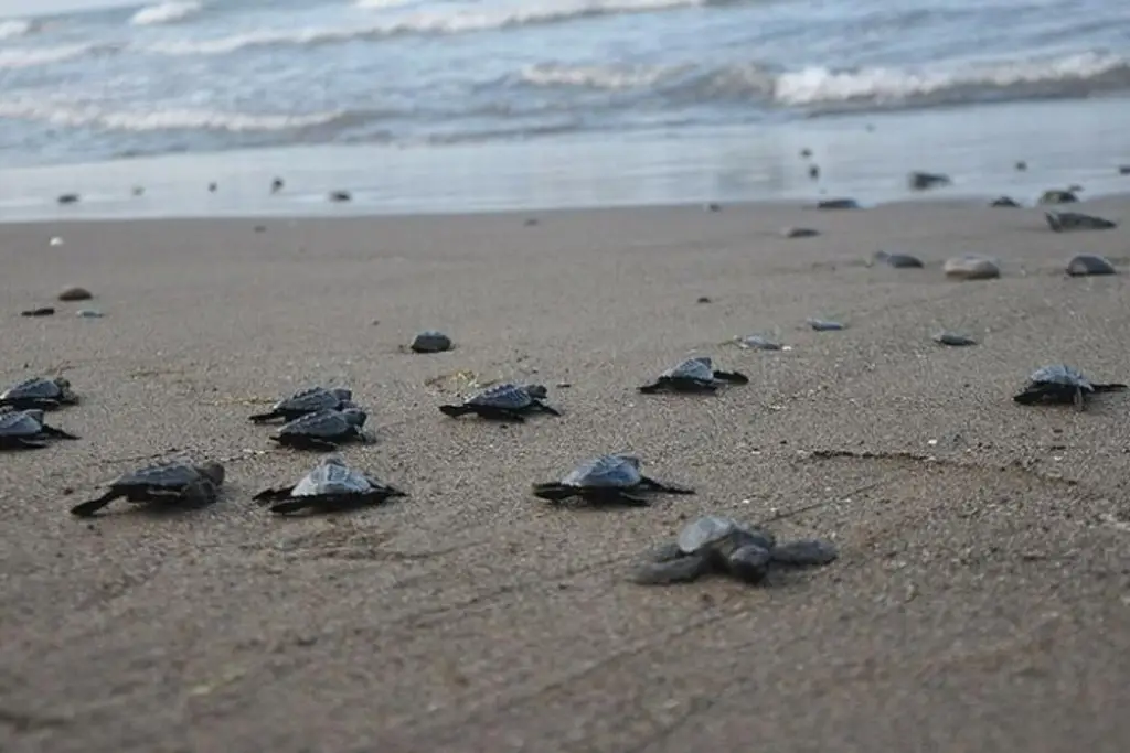 Imagen Depositan 5 tortugas Lora 420 huevos en Playa de Chachalacas