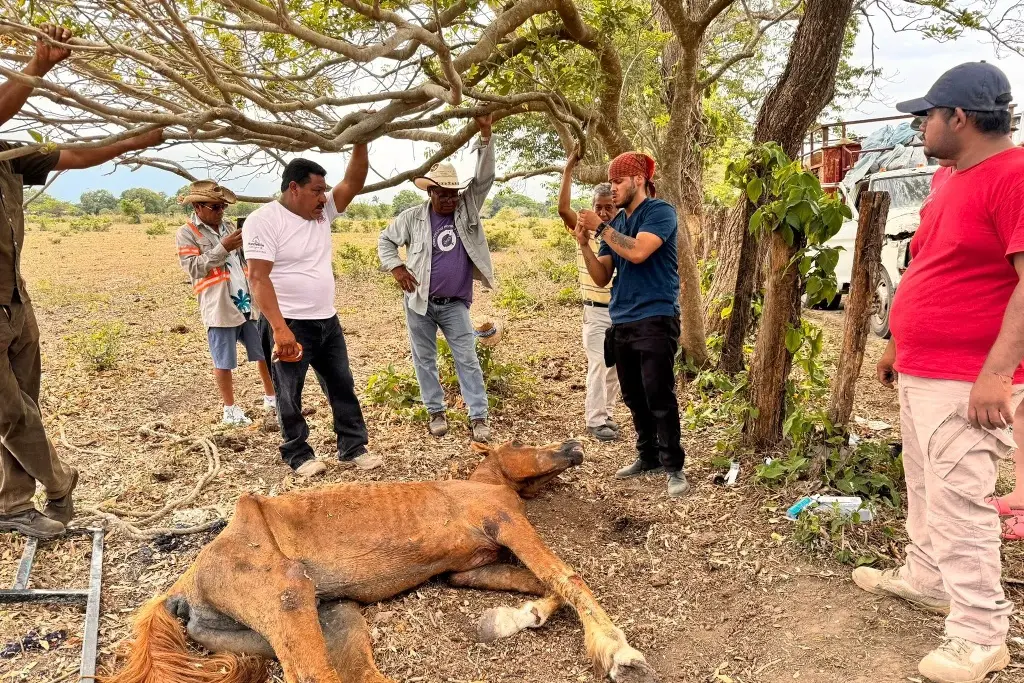 Imagen Lo rescatan después de ser abandonado al sol, pero no sobrevivió 