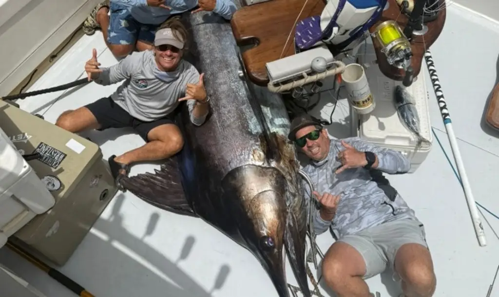 Imagen Pescadores de Veracruz capturan un gigante de más de 400 kilos