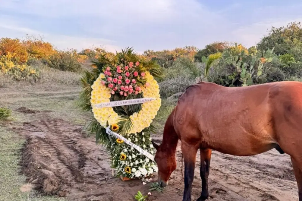 Imagen Así despidieron a “Hope”, el caballo que murió tras ser rescatado en Medellín de Bravo