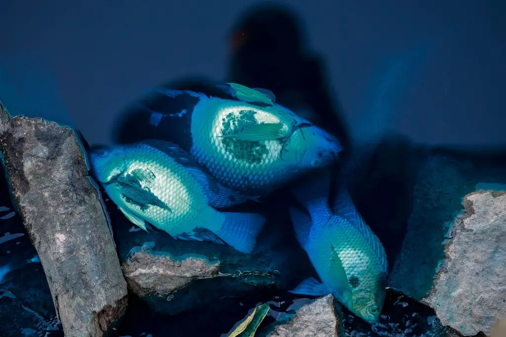Imagen Por derrame, lago y animales se pintan de azul en Brasil