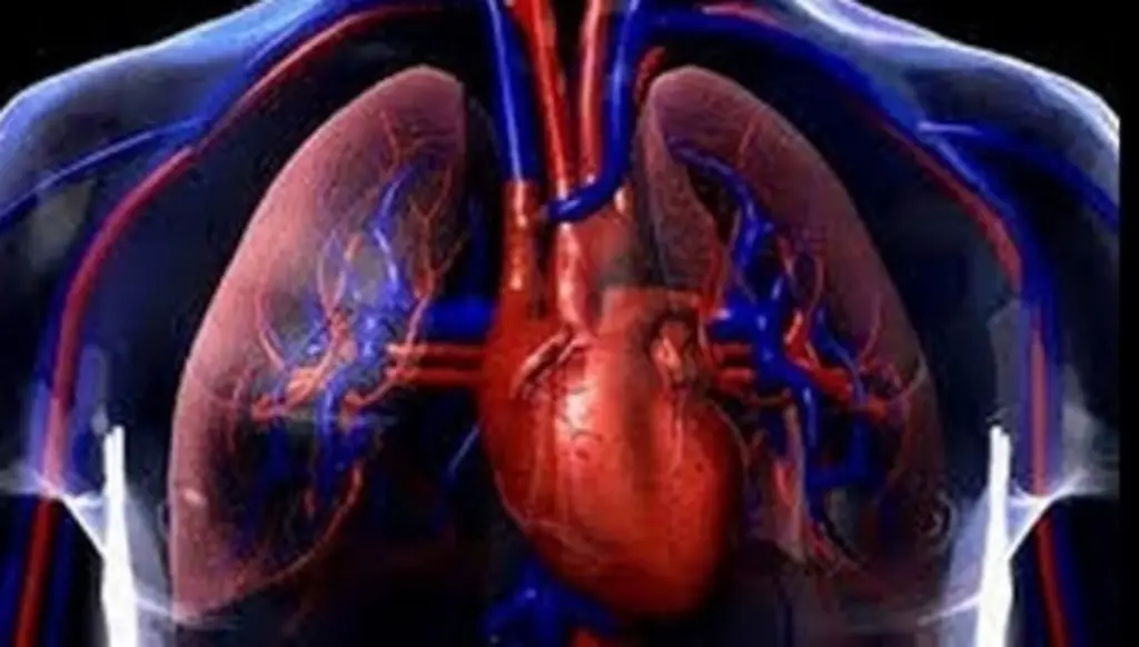 Imagen La pérdida de capacidad pulmonar comienza entre los 20 y los 25 años: Estudio