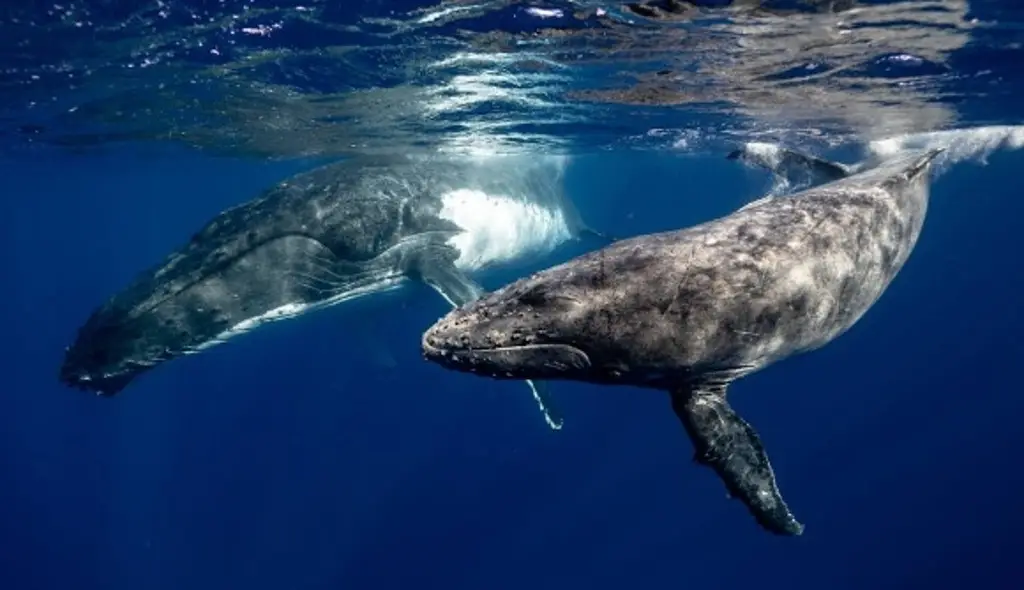 Imagen En 2025 han muerto 91 ballenas grises en el Pacífico; cifra más alta de la historia