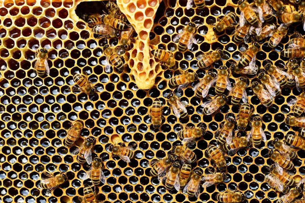 Imagen Conoce un poco de las características e importancia de las abejas 