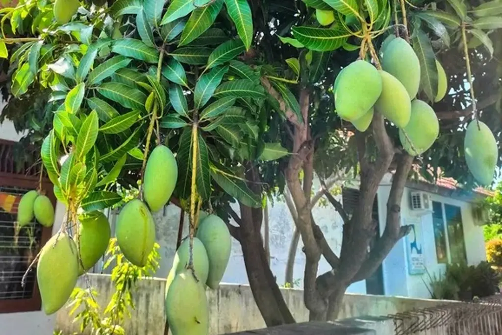 Imagen ¿Es ilegal comerte un mango de árboles de tu vecino o de la calle?