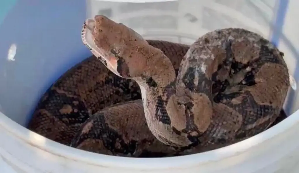 Imagen Encuentran una serpiente de alrededor de 2 metros en casa de Boca del Río (+ video)