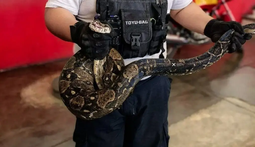Imagen Los paraliza mazacuata de dos metros en colonia de Boca del Río