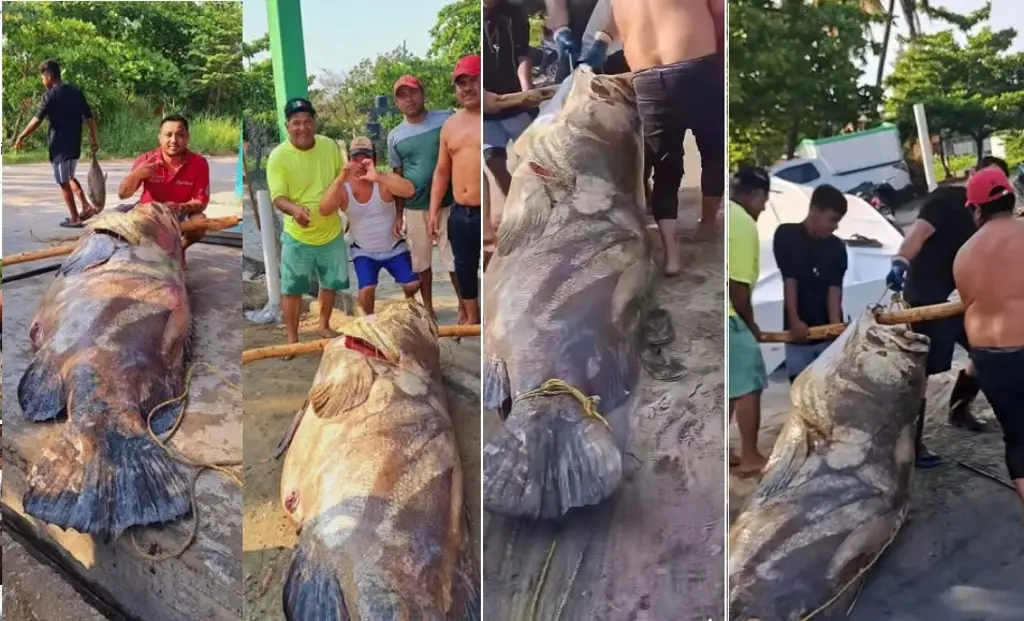 Imagen Capturan enorme cherna de casi 300 kilos en Tabasco (+Video)