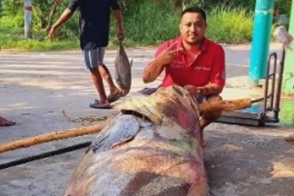 Imagen Capturan gigantesco pez en aguas de Paraíso, Tabasco; pesa cerca de 300 kilos 
