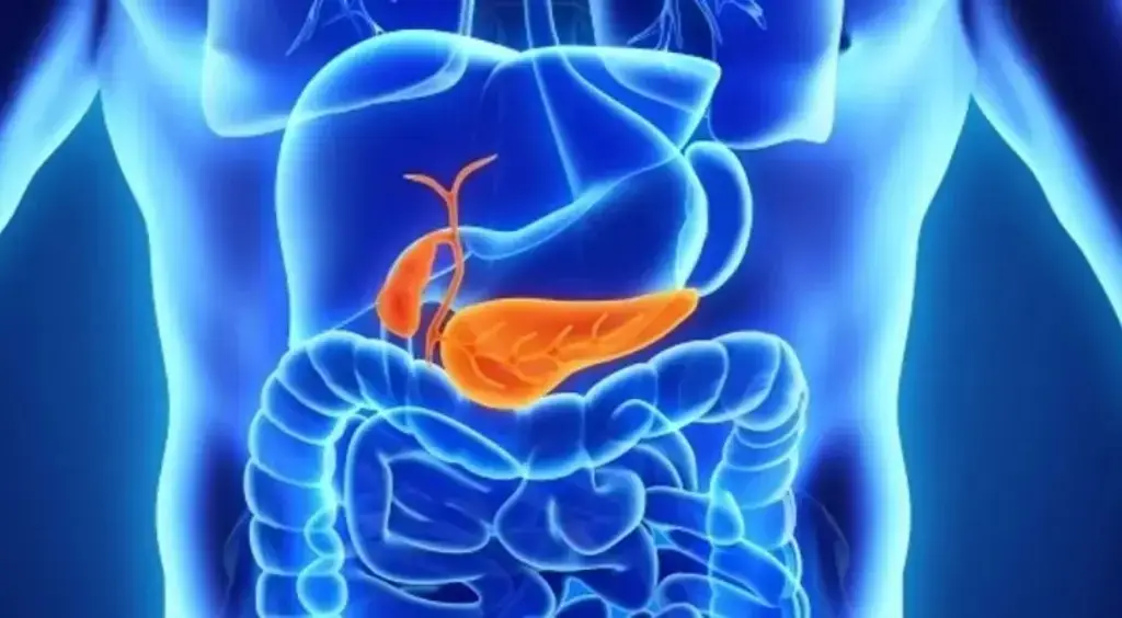 Imagen Estudio vincula el consumo de alcohol con una mayor incidencia del cáncer de páncreas