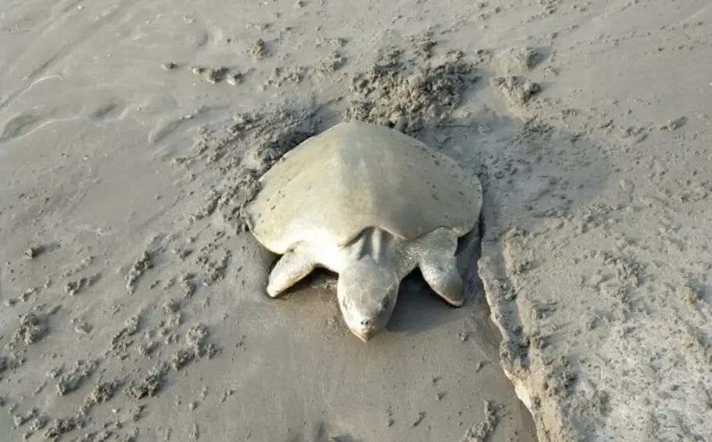 Imagen Captan tortuga marina desovando en playa de Boca del Río