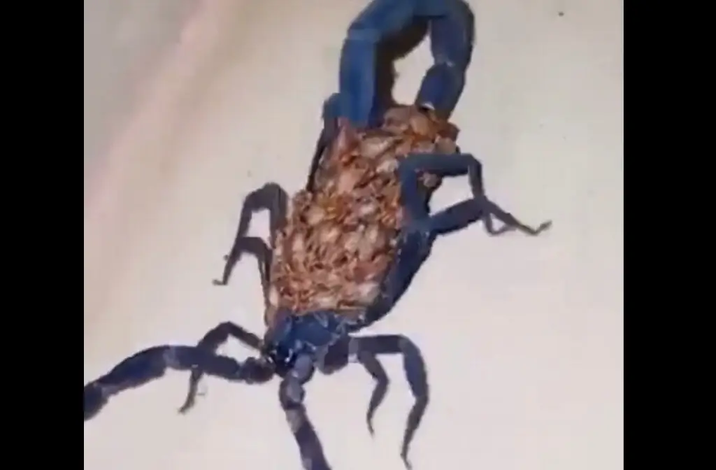Imagen Captan a un 'alacrán gigante' en Coahuila; su especie existe en Veracruz (+Video)