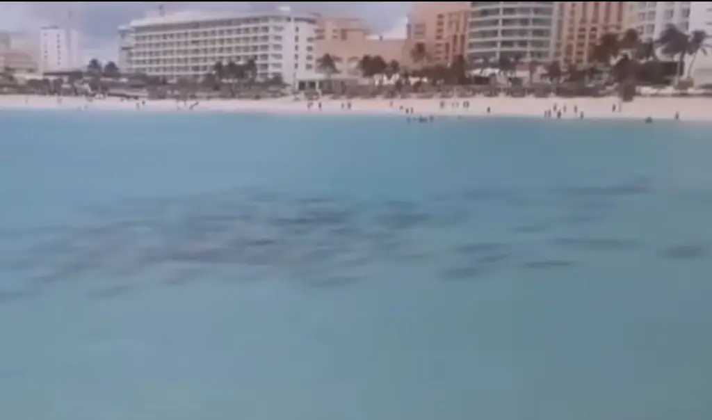 Imagen Viral, cardumen de tiburones en playa de Cancún (+Video)