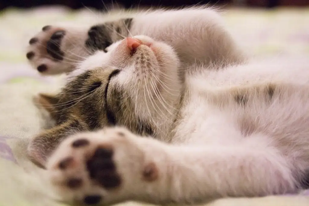 Imagen Los gatos son capaces de distinguir a su dueño usando solo el olfato, según estudio 
