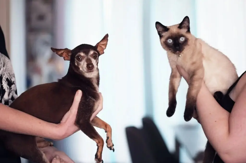 ¿Cómo evitar que la plaga del gusano barrenador afecte a perros y gatos?