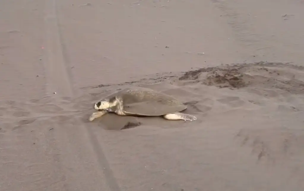 Imagen Varias tortugas arriban a playas de Veracruz para desovar; los nidos en riesgo