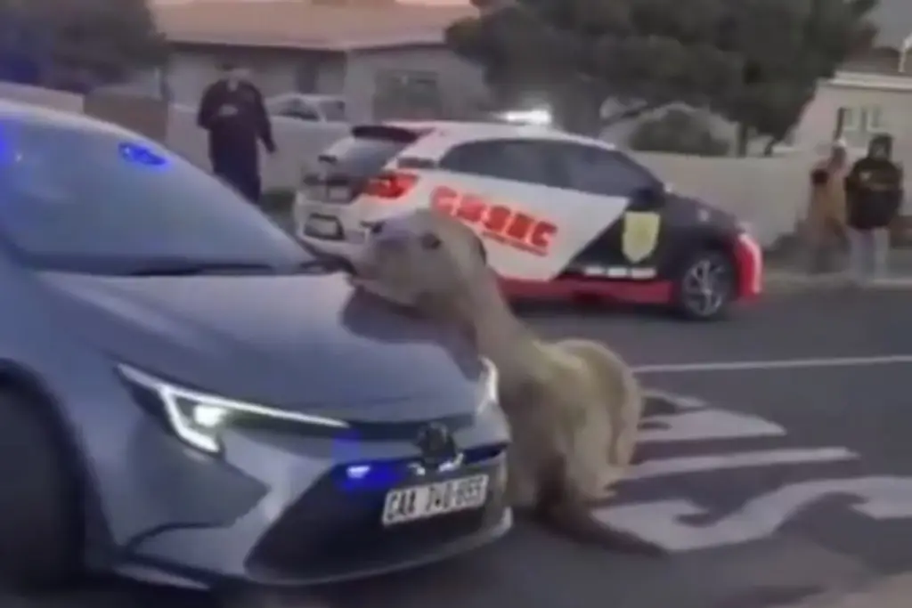 Imagen Elefante marino sale a ‘pasear’ a las calles de Sudáfrica y sorprende a habitantes (video)